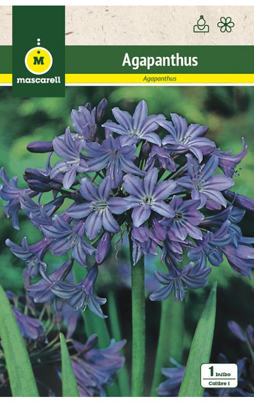 Agapanthus Azul