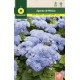 AGERATUM DU MEXIQUE BLEU