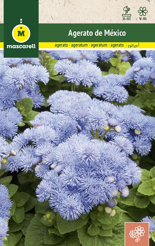 AGERATUM DU MEXIQUE BLEU