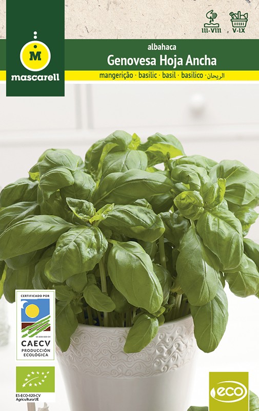 BASIL GENOVESA GIANT "RAINBOW-ECO"