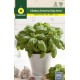 BASIL GENOVESA GIANT