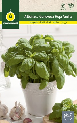 BASIL GENOVESA GIANT