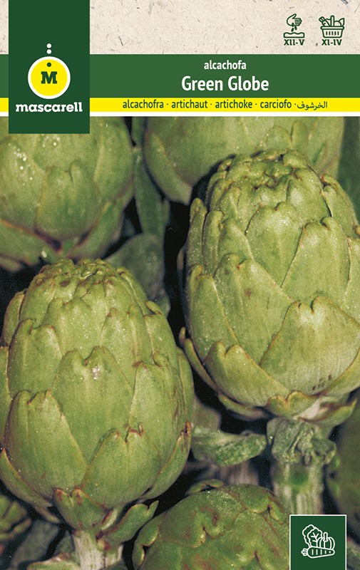 ARTICHOKE GREEN GLOBE