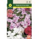 IMPATIENS HTBRID MIX