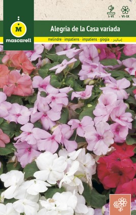 IMPATIENS HTBRID MIX