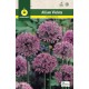 Allium Aflatunense