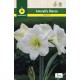 Amaryllis Blanco cal.26/28