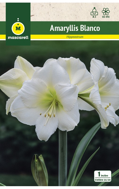 Amaryllis Blanco cal.26/28