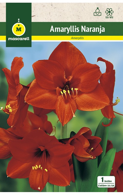 Amaryllis Naranja cal.26/28