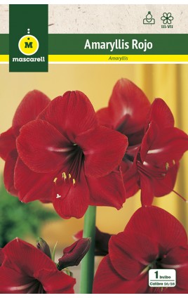 Amaryllis Rojo cal.26/28