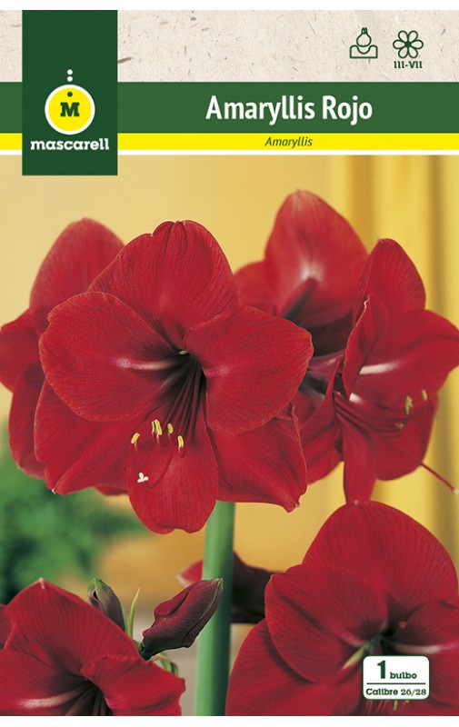 Amaryllis Rojo cal.26/28