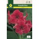 Amaryllis Rosa cal.26/28