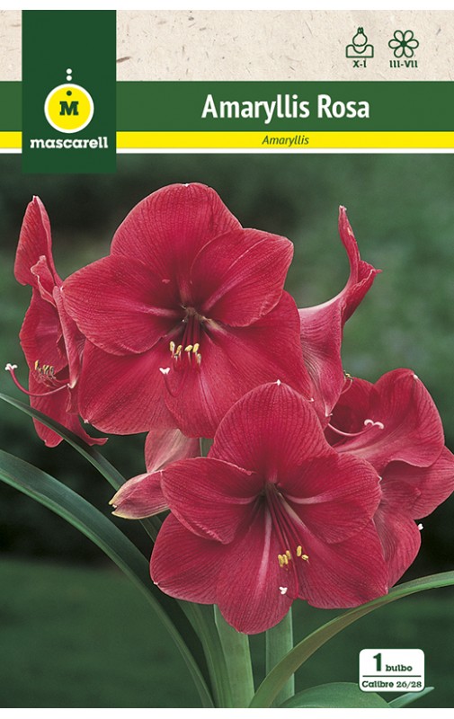 Amaryllis Rosa cal.26/28