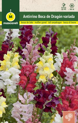 TALL SNAPDRAGON MIX