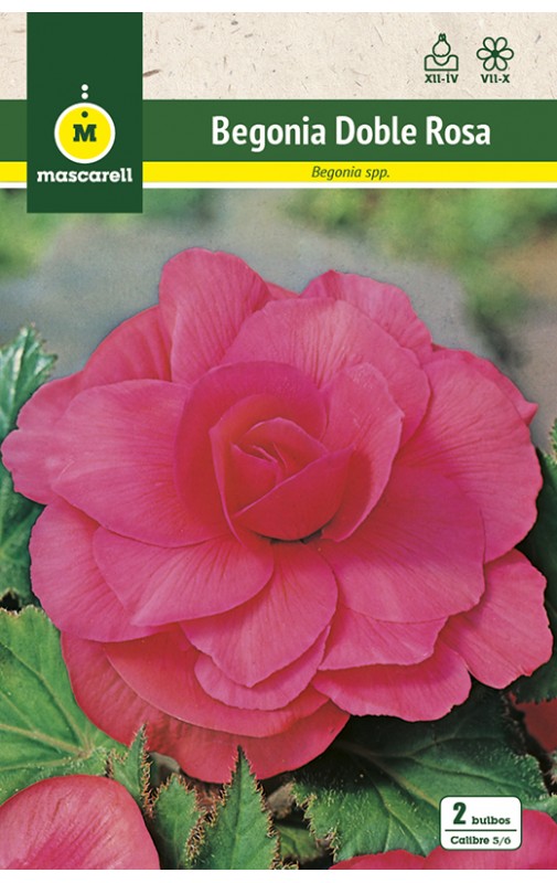 Begonia Doble Rosa - Mascarell Semillas