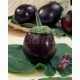 Aubergine BONICA F1