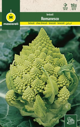 BROCCOLI ROMANESCO