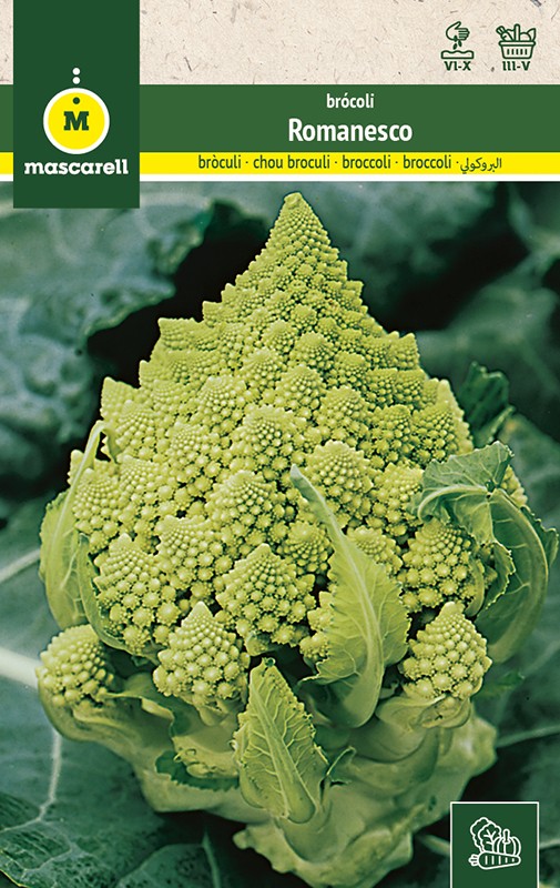 BRÒCULI ROMANESCO