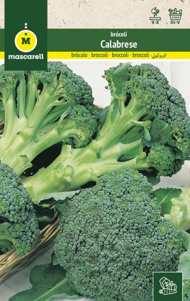 BROCCOLI VERT CALABRESE