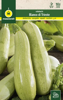 SQUASH WHITE TRIESTE