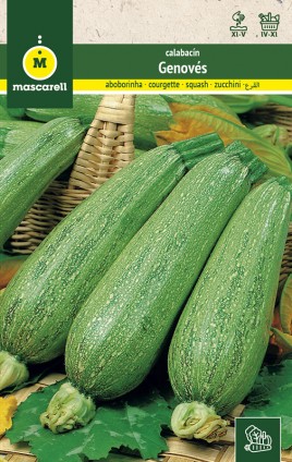COURGETTE GENOVES