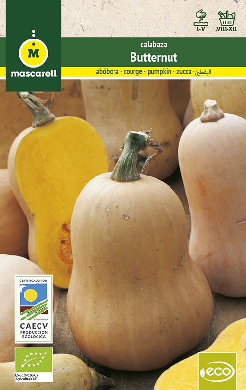 Calabaza Butternut - Eco