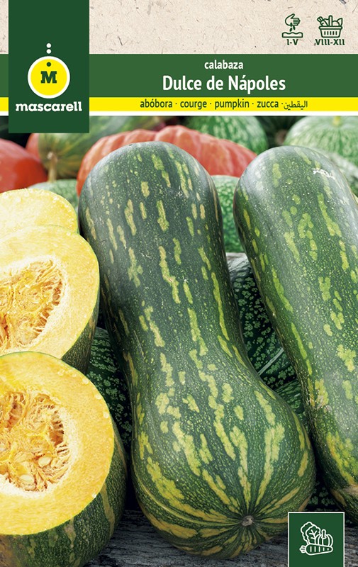 COURGE DOUCE NAPOLITAINE