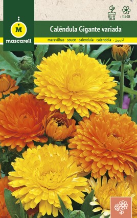 DOUBLE CALENDULA MIX