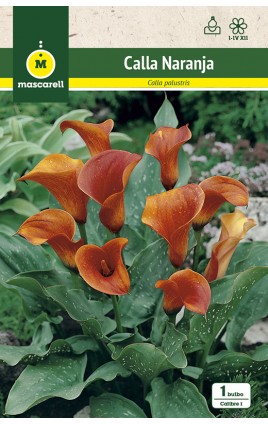 Callas Naranja