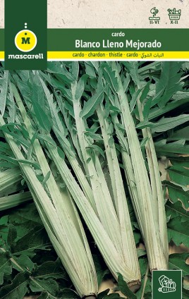 CHARDON BLANC PLEIN AMÉLIORÉ