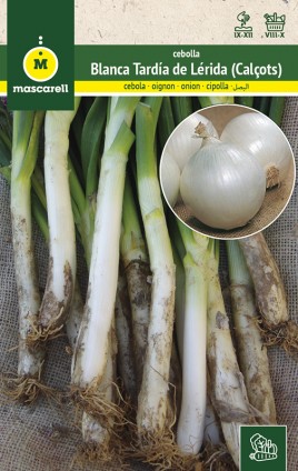 CEBOLLA BLANCA TARDIA DE LERIDA (CALÇOTS)