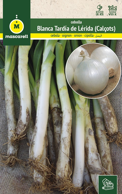 ONION BLANCA TARDIA DE LERIDA