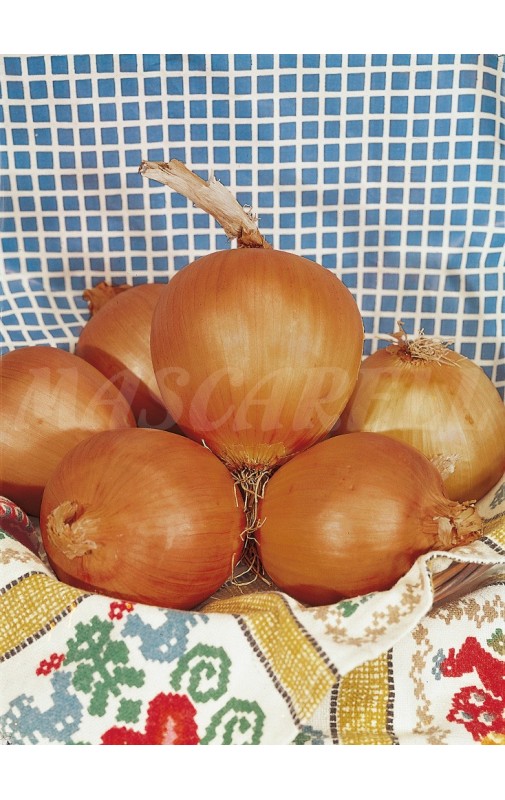 ONION Liria Sel. TURIA