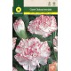 STRIPED CARNATION ESTRIADO