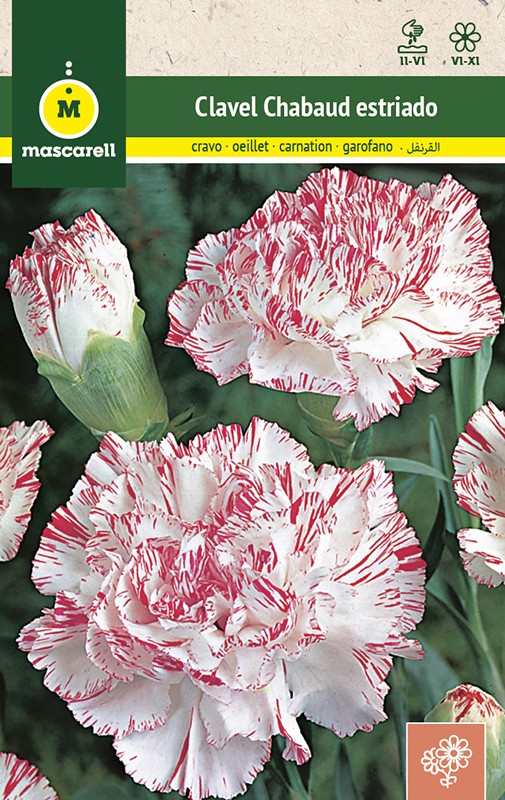 STRIPED CARNATION ESTRIADO