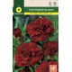 GIANT DARK RED CARNATION CHABAUD