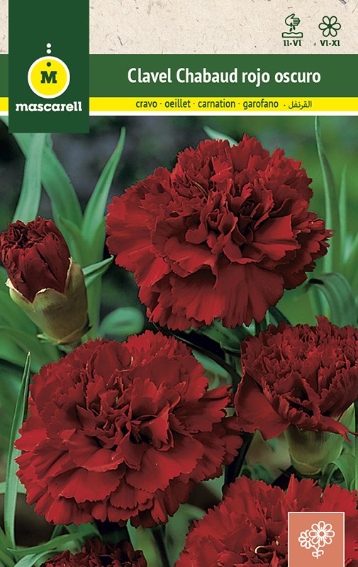 GIANT DARK RED CARNATION CHABAUD