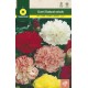 CARNATION CHABAUD MIX