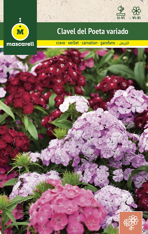 SWEET WILLIAM MIXED COLOURS