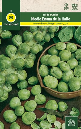 BRUSSELS SPROUTS MEDIO ENANA DE LA HALLE