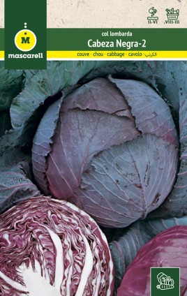 RED CABBAGE CABEZA NEGRA 2