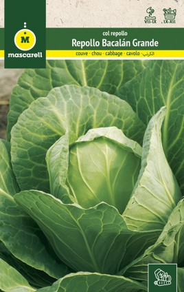 CABBAGE  BACALAN GRANDE