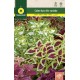 COLEUS ARCO IRIS VARIADO