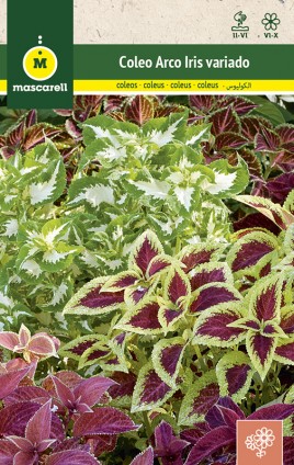 COLEUS ARCO IRIS VARIADO