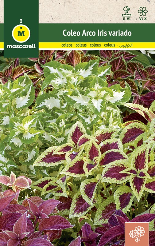 COLEUS RAINBOW MIX