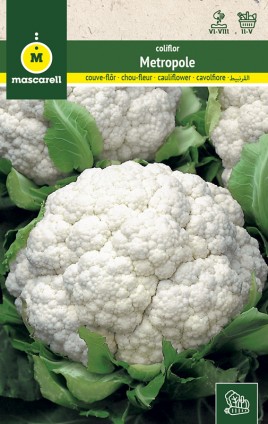 CAULIFLOWER METROPOLE