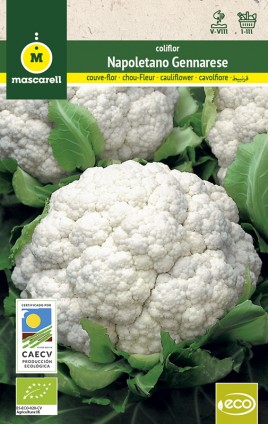 CAULIFLOWER Napoletano Gennarese - Eco