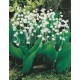 Convallaria Blanca