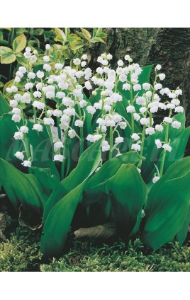 Convallaria Blanca