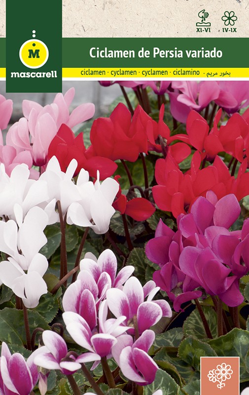 CYCLAMEN DE PERSE VARIE